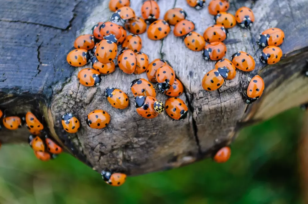 Swarm of Ladybugs Freaks Out New Hampshire Woman