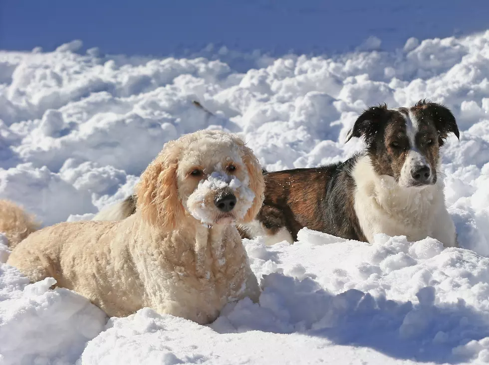 4 Tips for Your Pets If They Go Play Outside in the New England Snow