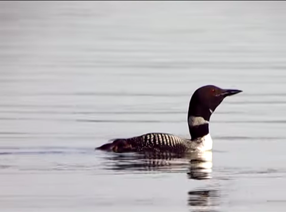 Loons in Large Numbers Have Landed in New England