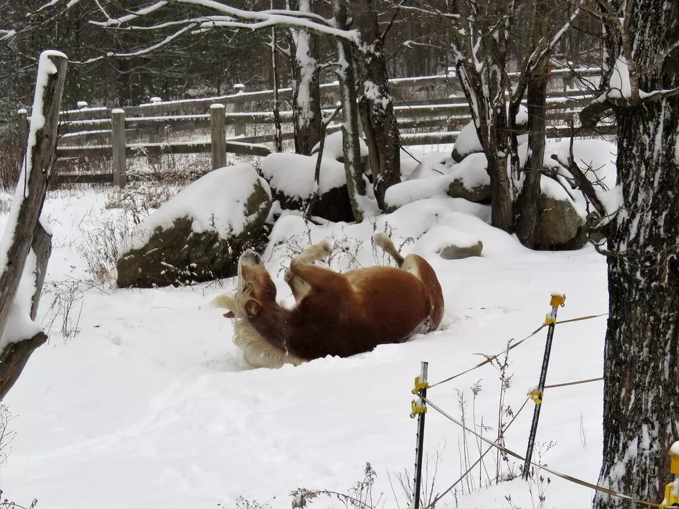 Watching These NH Animals Play in the Snow Is Giving Me Life