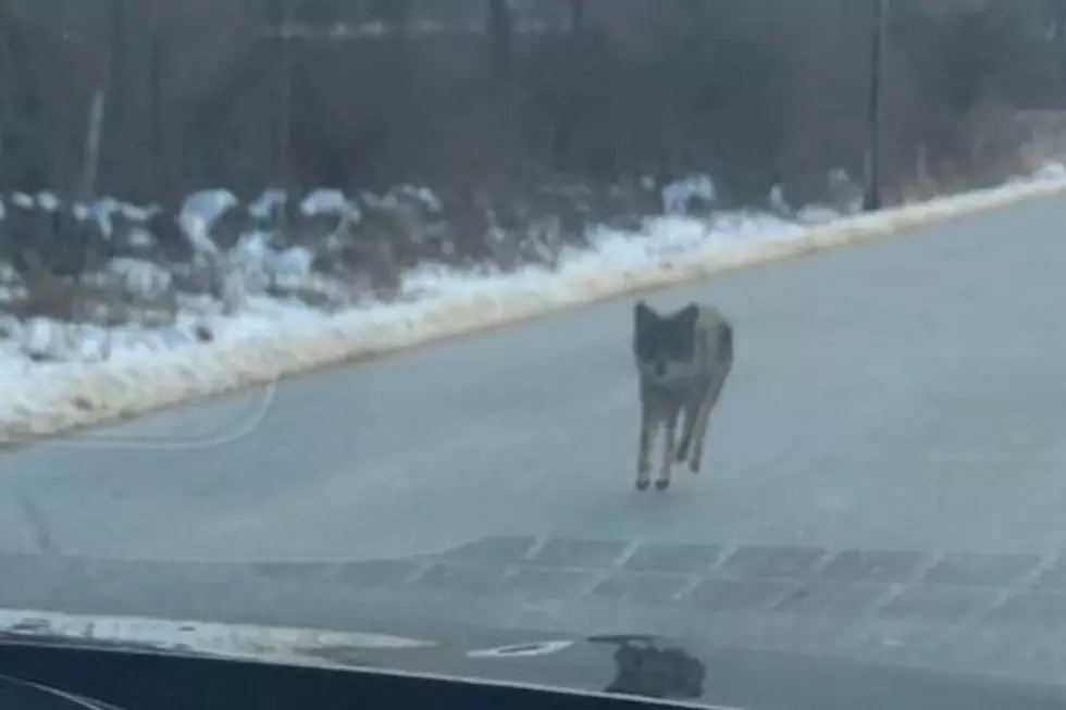 Coyote Caught After Attack in Kensington, New Hampshire