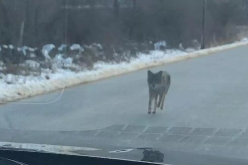 Coyote That Attacked a 2-Year-Old in NH Confirmed to Have Rabies
