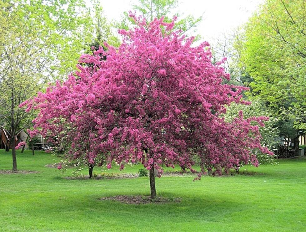 People Are Arguing in Court About a Crab Apple Tree in Candia, NH