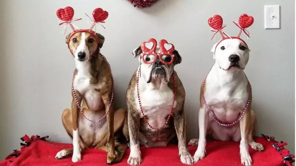 These Dogs From Danville, NH, Are All Jazzed Up For V-Day And It’s Amazing
