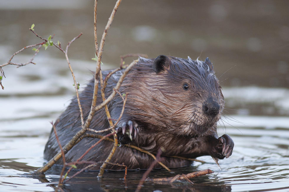 Stranded Beaver in Massachusetts Gets a Rescue