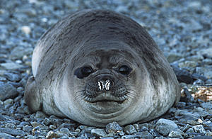 Seal Chills in Portsmouth Backyard. Warning Cute Photo Alert.