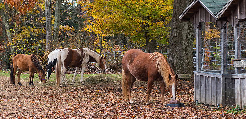 Hidden Pond Farm Equine Rescue Needs Your Help With the Horses