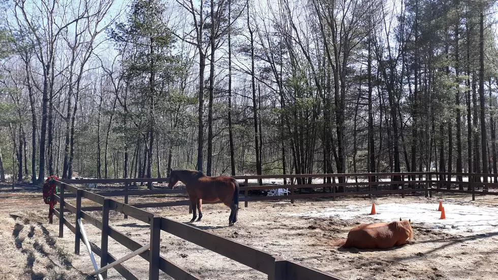 Relieve Stress With Therapy Horses at This Farm in Kennebunk, Maine