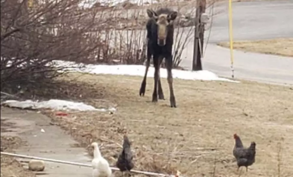 It’s Good See the Moose and Chickens in Woodstock, NH, are Practicing Social Distancing