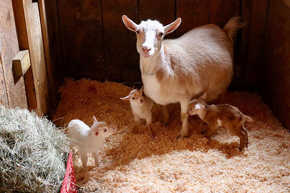 The First Baby Goats of the Year Were Born at Sunflower Farm in Cumberland, Maine