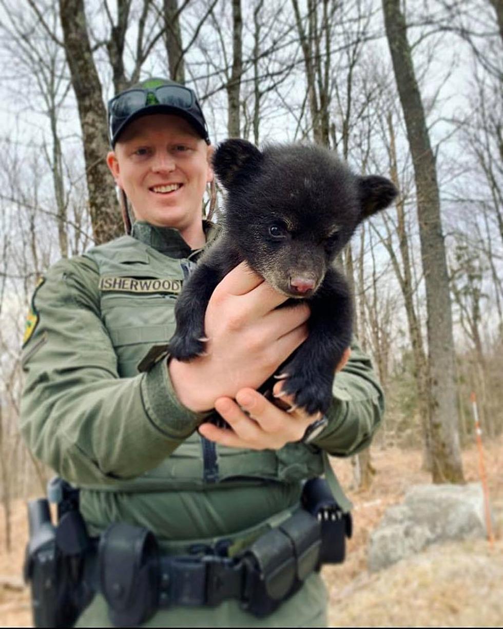 Rescued Bear Cub Rehabilitating In New Hamsphire