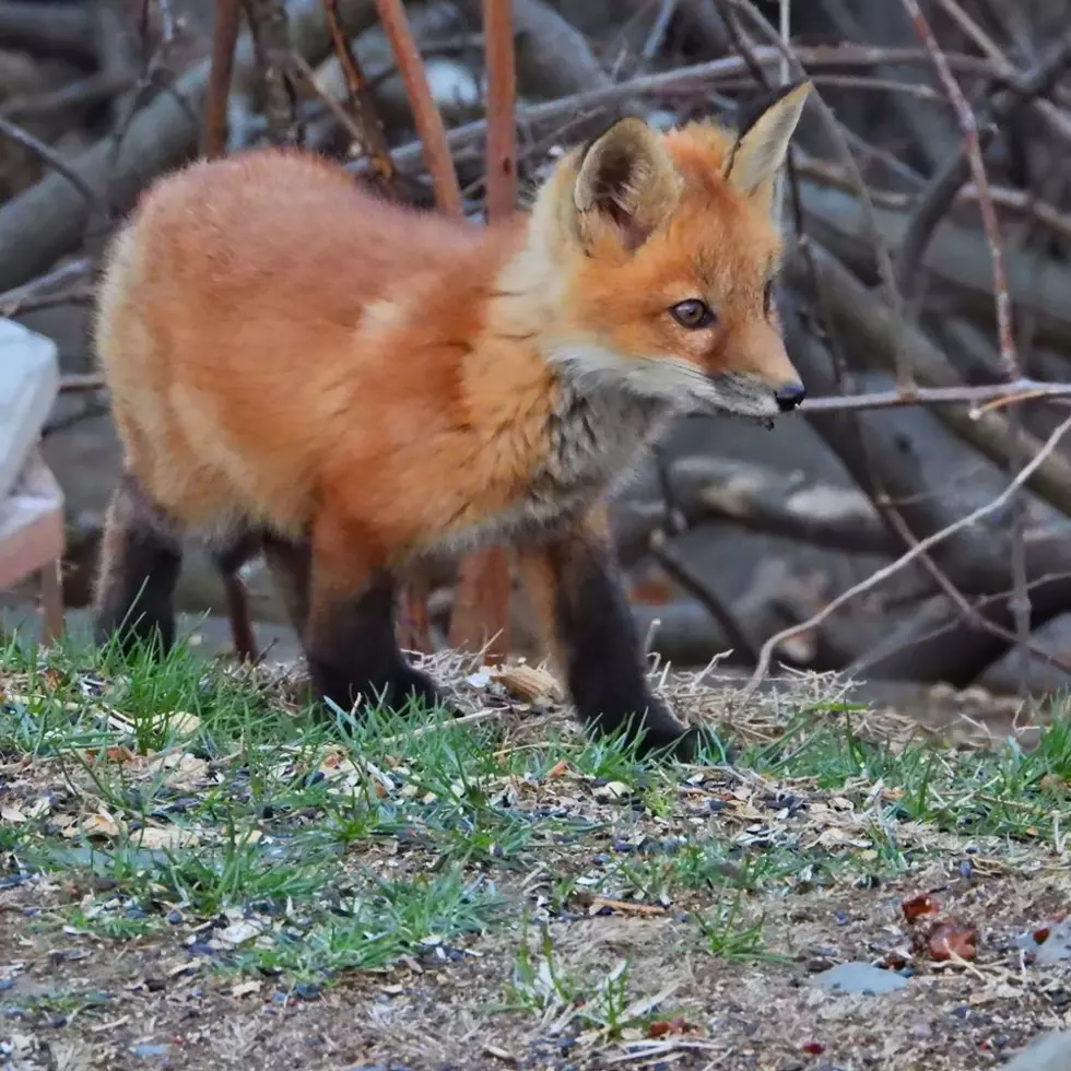 When the Humans Are Away, The Foxes Will Play in Derry, NH