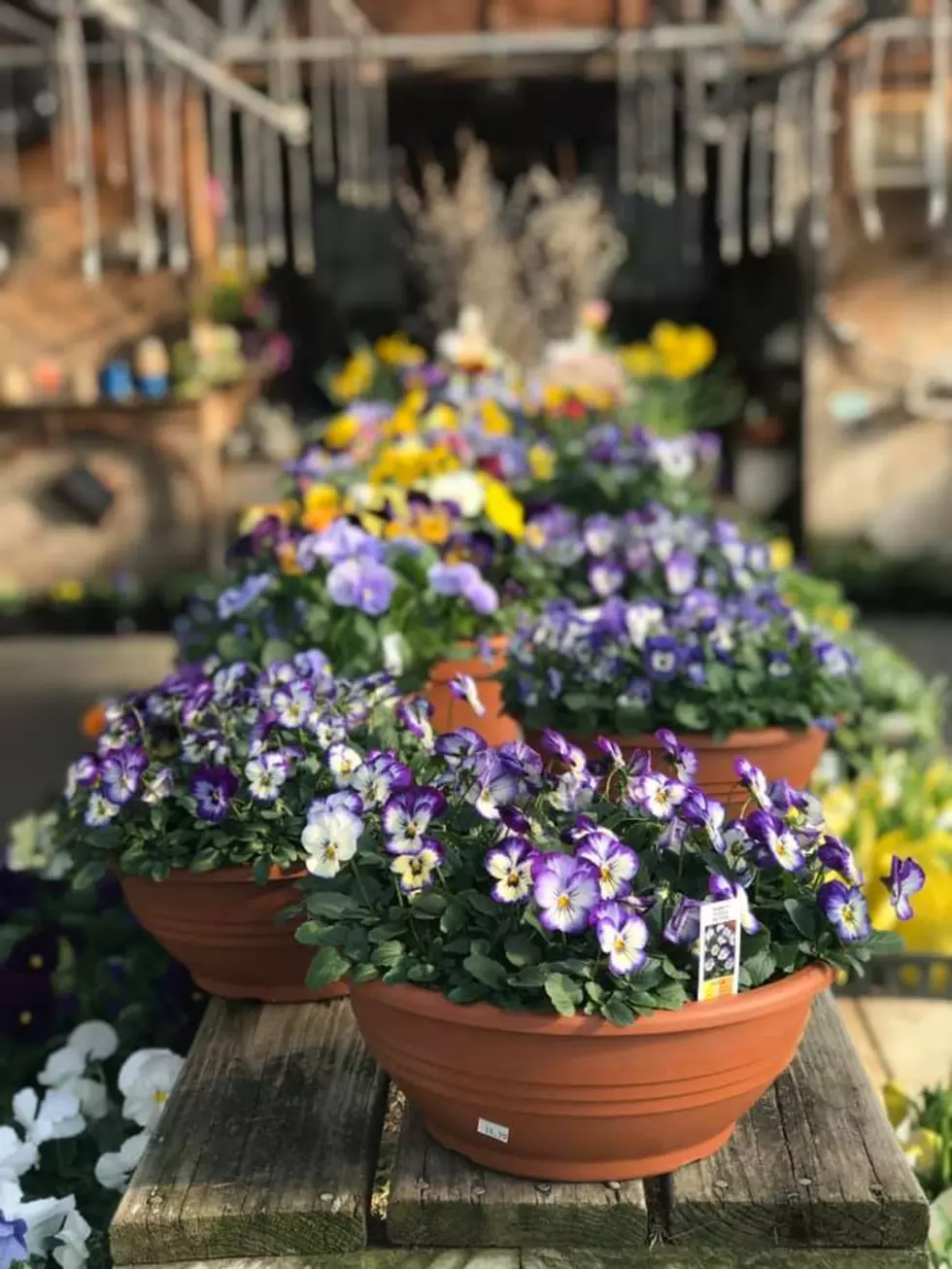 The Best Places To Get Potted Plants and Flowers in NH