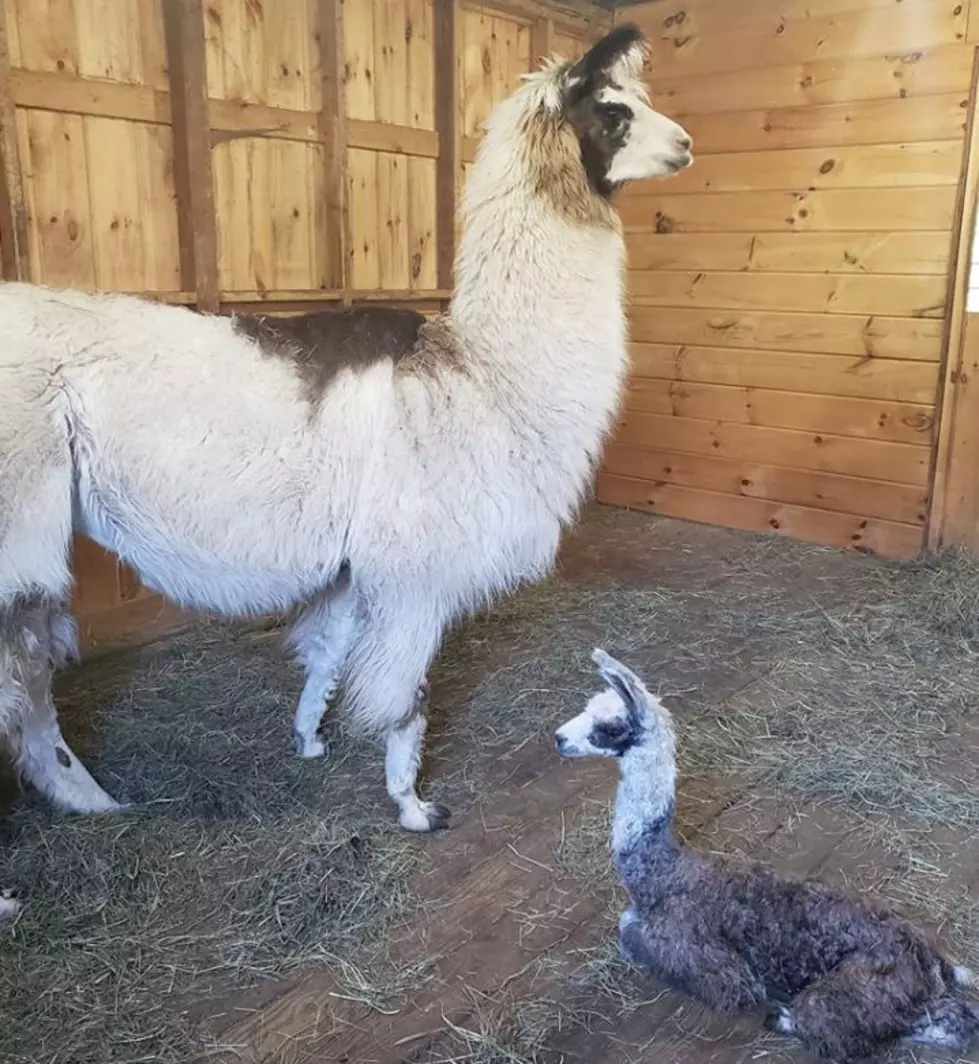 This Baby Llama in Contoocook, NH, Will Steal Your Heart
