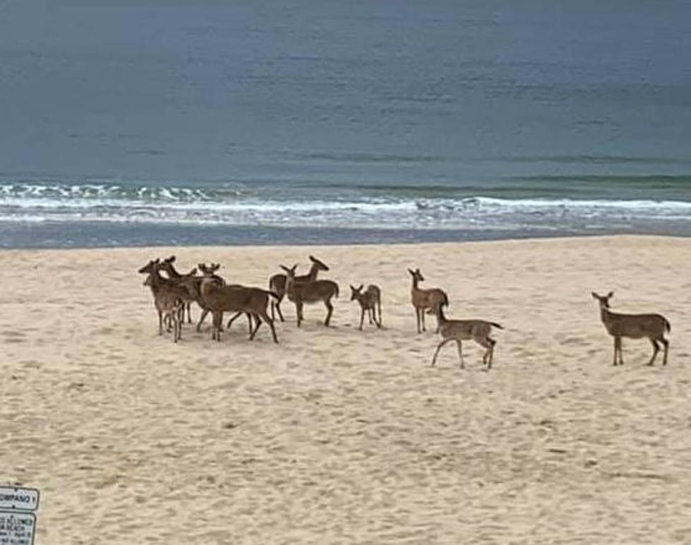 Have You Seen Deer Running on the Beach in New Hampshire?