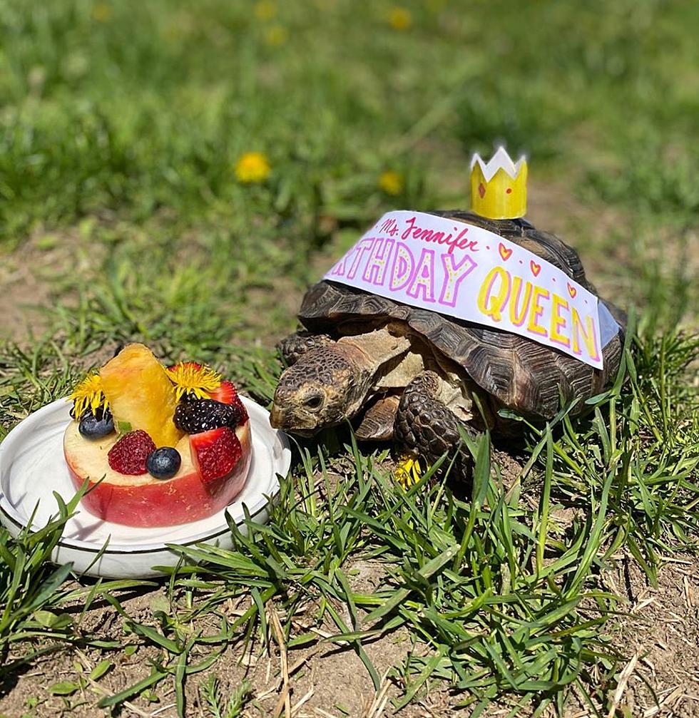 53-Year-Old Tortoise from Waltham, MA, Needs a New Home After Owner Passes