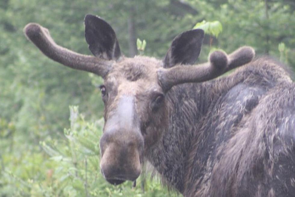 This NH Moose Looks Like It Has a Possum on Its Butt