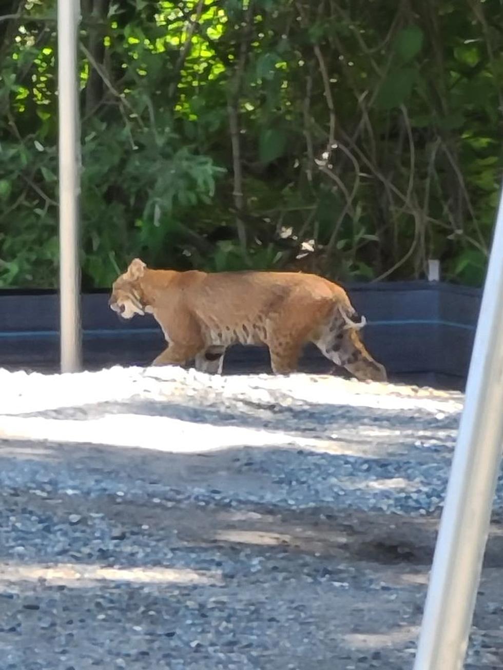 Bobcat On The Loose In Seabrook,NH