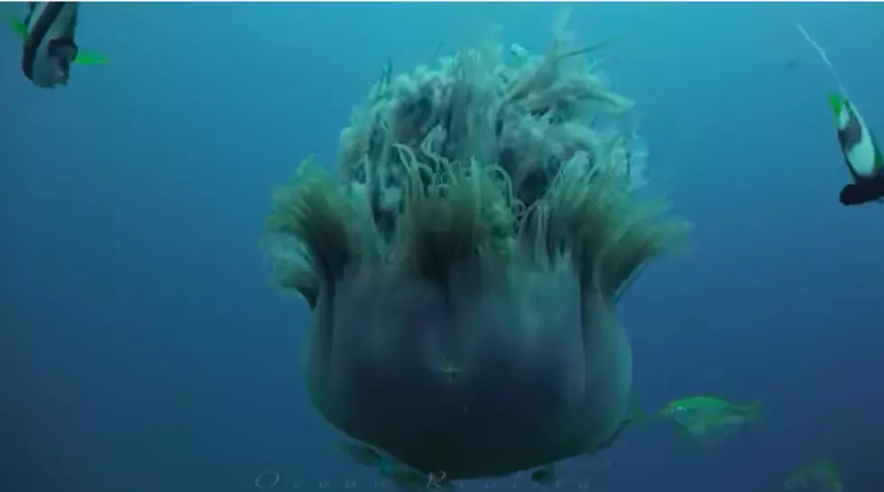 Forget Sharks, Look Out For Lion’s Maine Jelly Fish on a Mass Beach