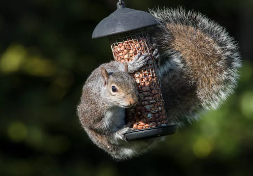 Squirrels in West Ossippee, NH, Think the Bird Feeders Are For Them