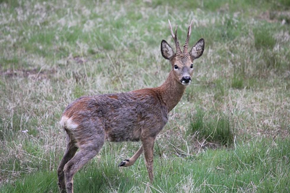 This Deer Photo Bomb in Lyme, New Hampshire, is Nothing Short of Epic