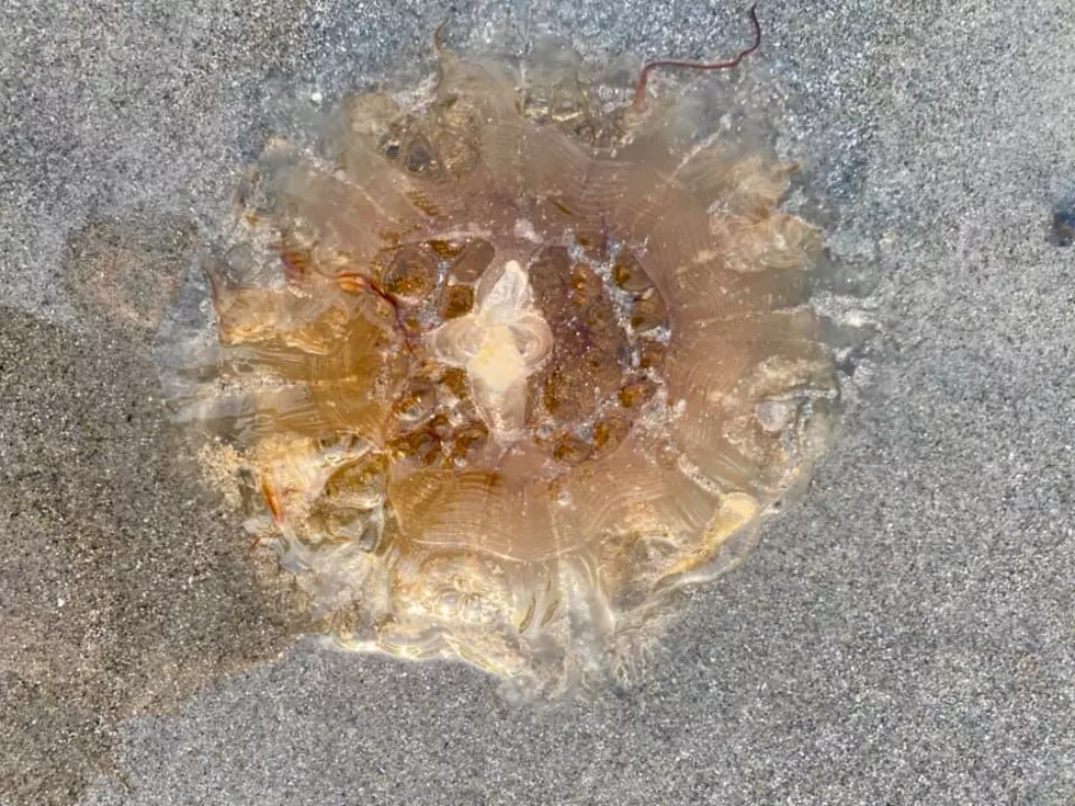 Watch Out for Lion’s Mane Jellyfish on Jenness Beach in Rye, NH