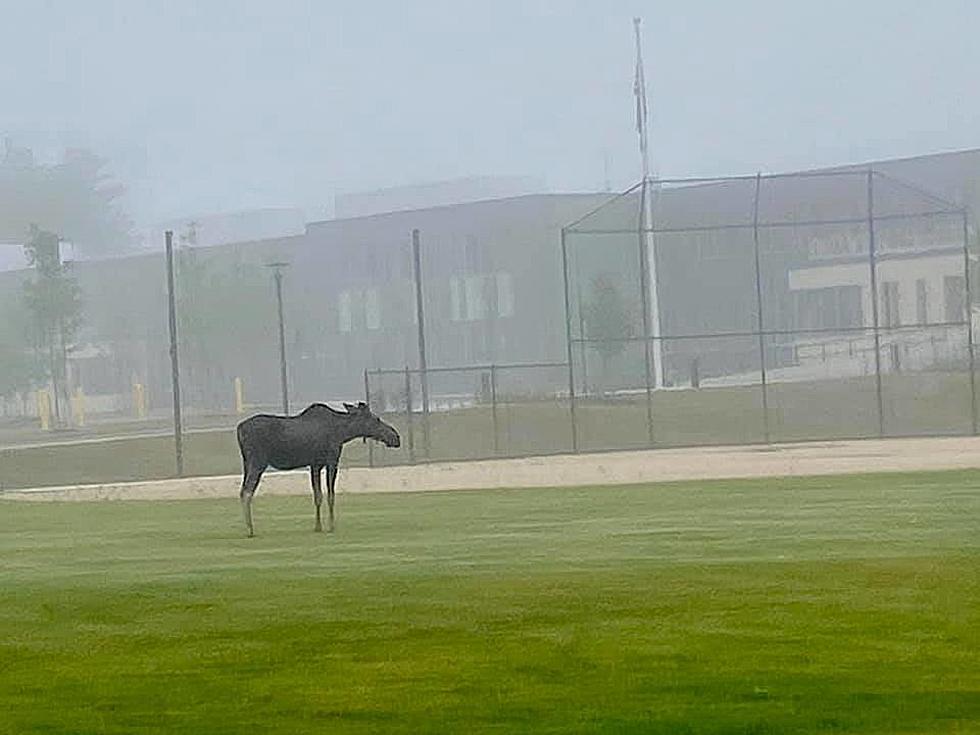 Moose Heads To Class At Dover High School