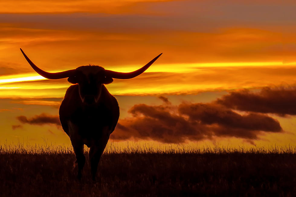 NH Man Gored by Bull After Grabbing It by Its Horns