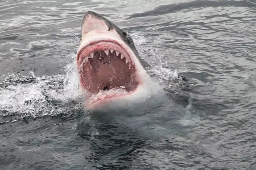 First Fatal Shark Attack in Maine Claims Life of New York Woman