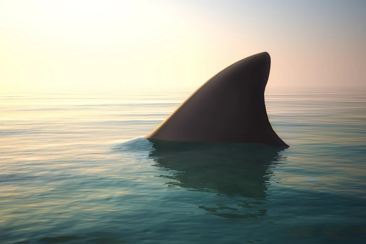 Massive Shark Seen Off Hampton Beach, But It Doesn't Have Teeth