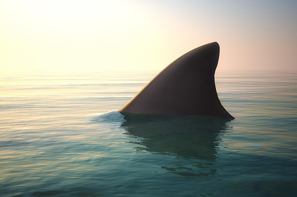 Massive Shark Sighted Off Hampton Beach, But No Worries, It Doesn’t Have Teeth