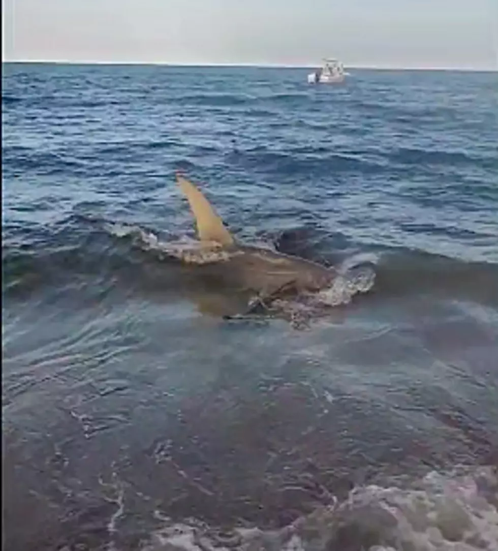 OK, That’s It. I am Never Going in the Ocean Again With All These Sharks Around