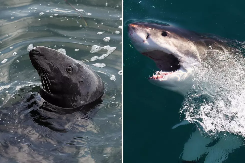 Sharks Are Back and So Is the Debate Over Culling the Seal Population