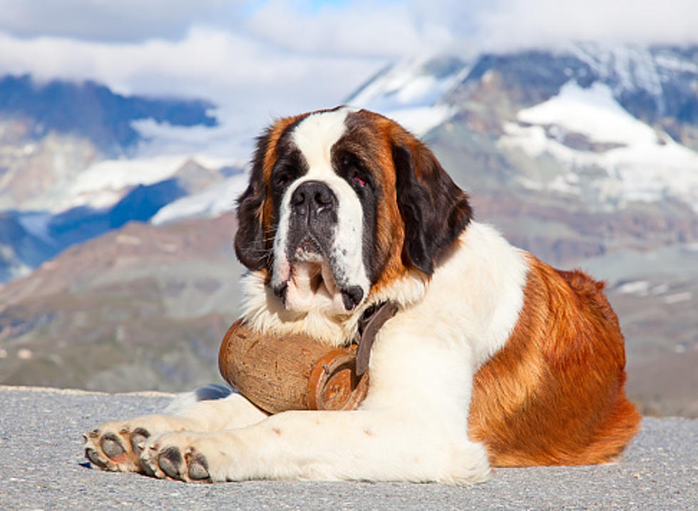 150 lb St. Bernard was Rescued From Boott Spur Trail on Mt. Washington