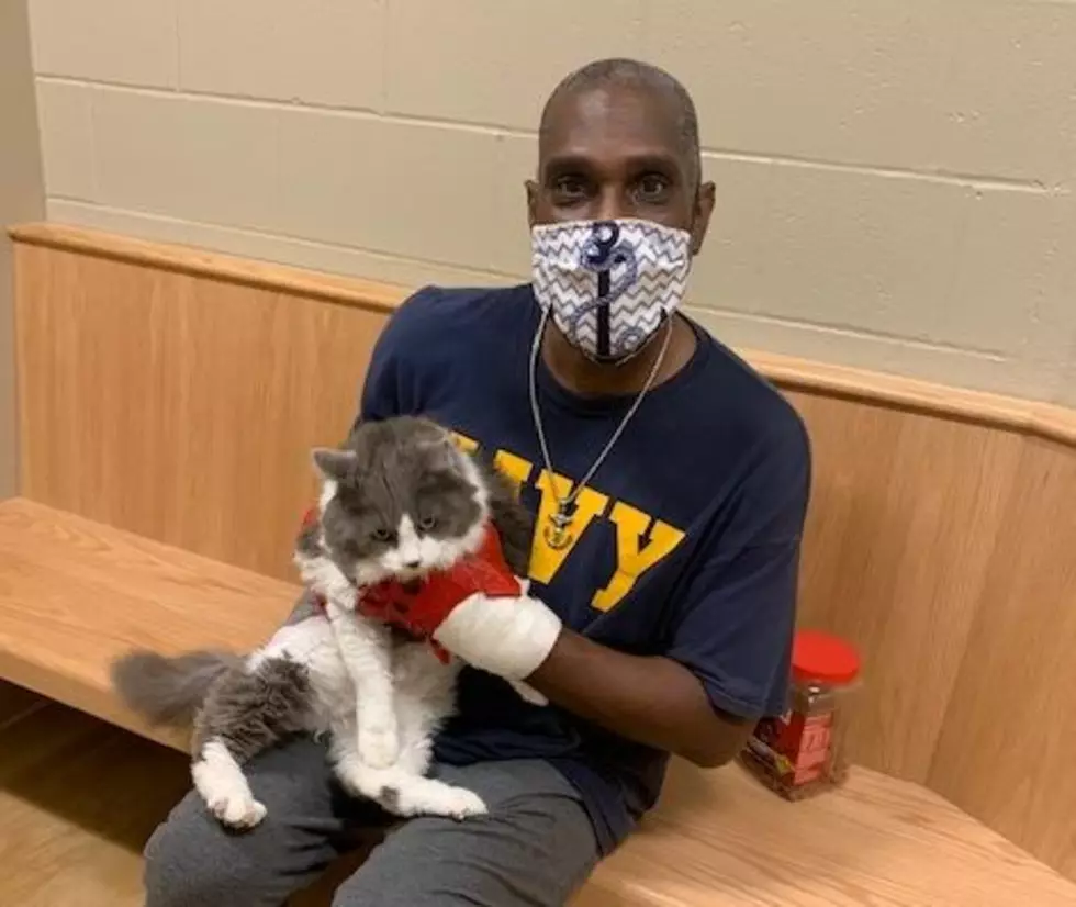 Maine Man Was Reunited With His Missing Cat While Looking to Adopt a New One