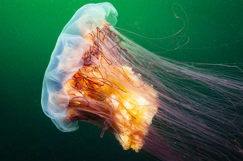 This Massive Jellyfish in Peaks Island, Maine, Will Make You Want to Swim in a Pool from Now On
