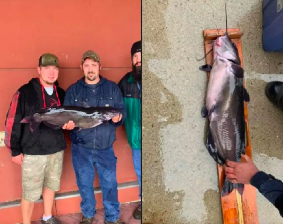 New Hampshire Man Shatters Catfish Record in Connecticut River