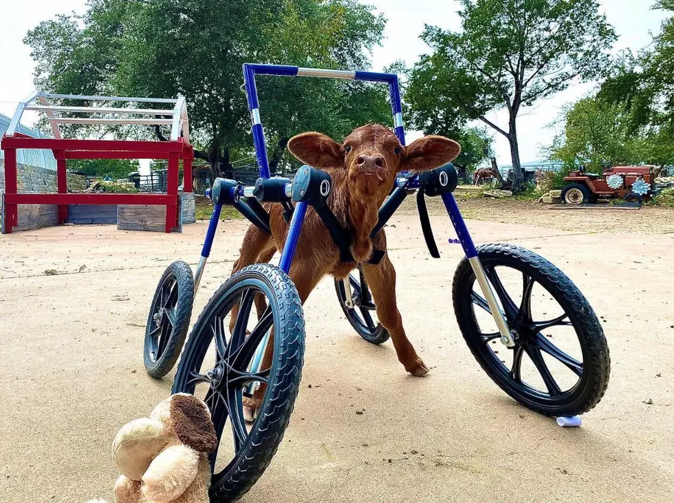 NH Company Builds a Wheelchair for a Disabled Baby Cow Allowing Her to Take Her First Steps