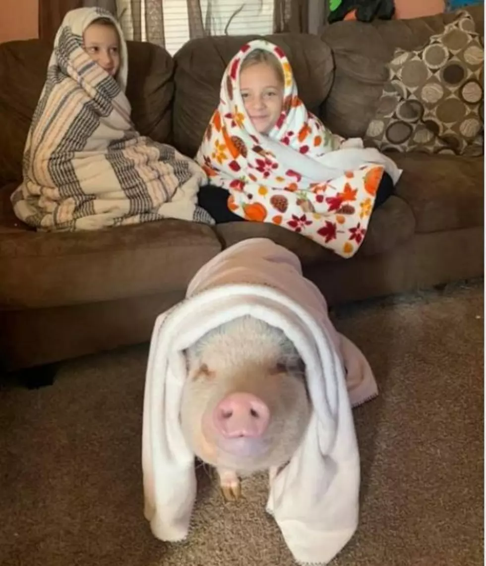 These Three Little NH Piggies in a Blanket are Guaranteed to Make You Smile