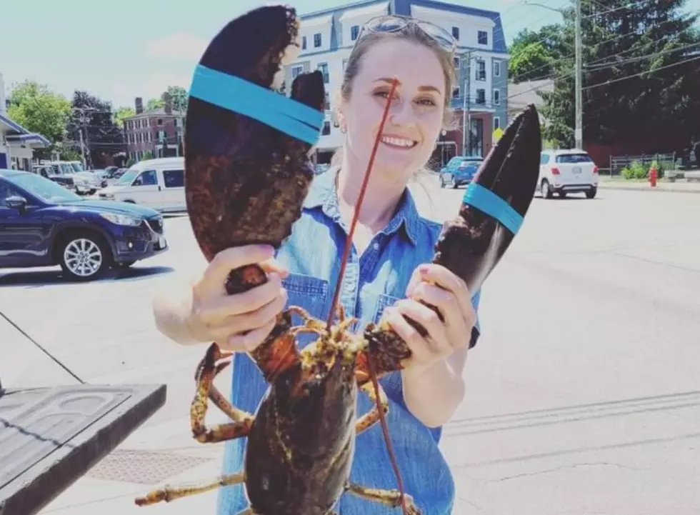 Warm Weather Means Cheap Lobsters are Back in Downtown Dover, NH