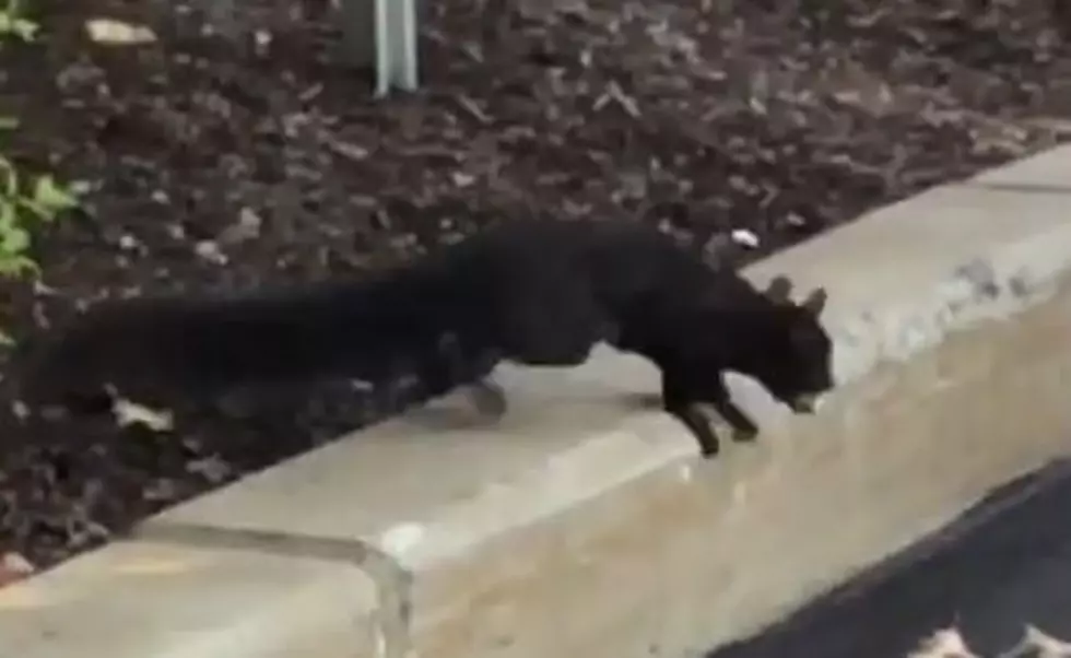First There Was an Albino Porcupine in NH; Now a Rare Black Squirrel Spotted in Massachusetts