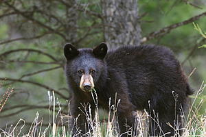 Keep your Eye Out in Rye NH for a Wandering Black Bear
