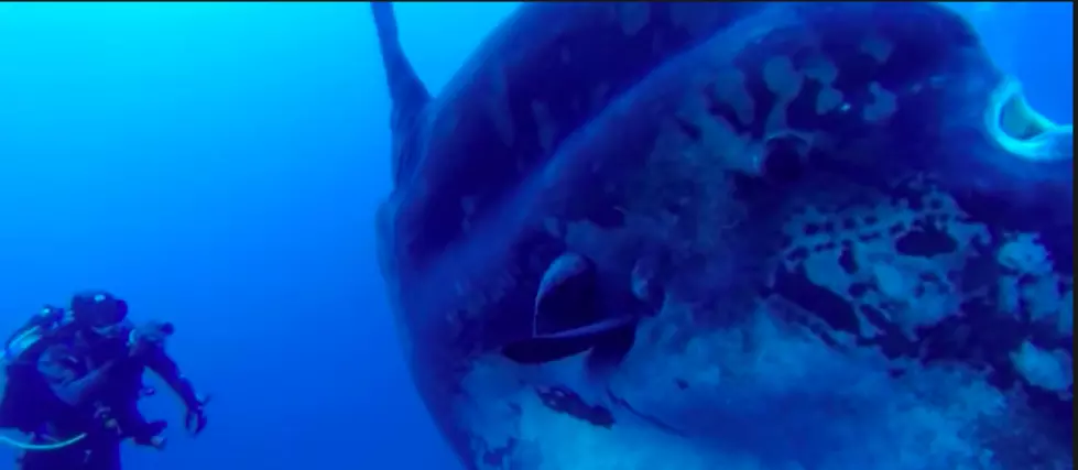 People in Wareham, Massachusetts, Are Going Crazy About a Real Giant Fish