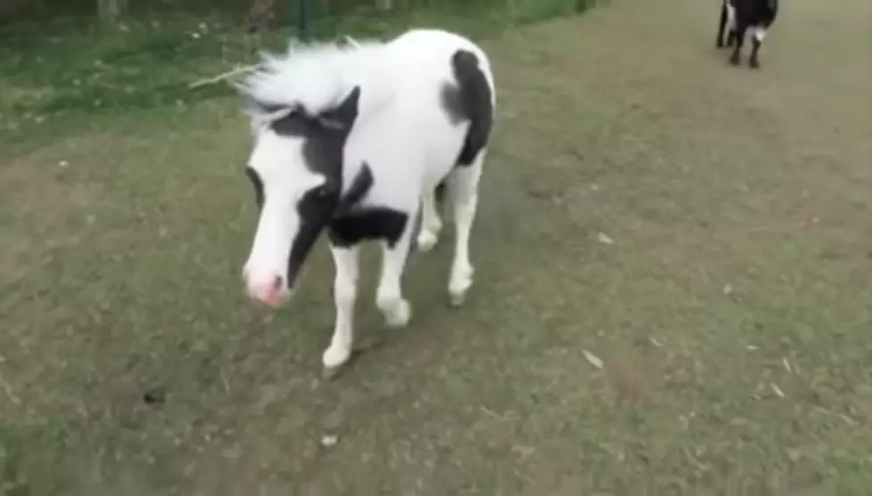 NH Welcome&#8217;s Back the World&#8217;s Smallest Miniature Horse Ever Born