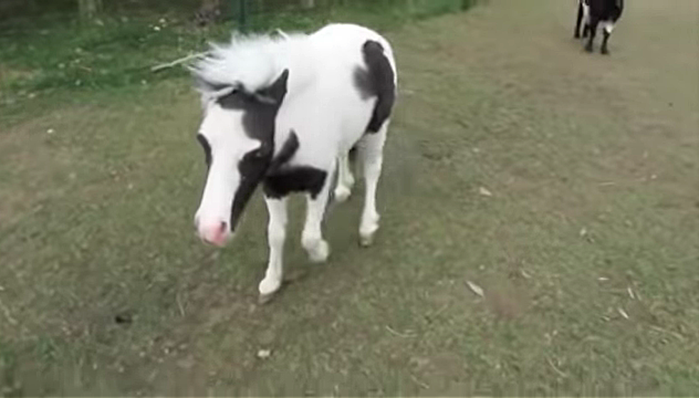 NH Welcome’s Back the World’s Smallest Miniature Horse Ever Born
