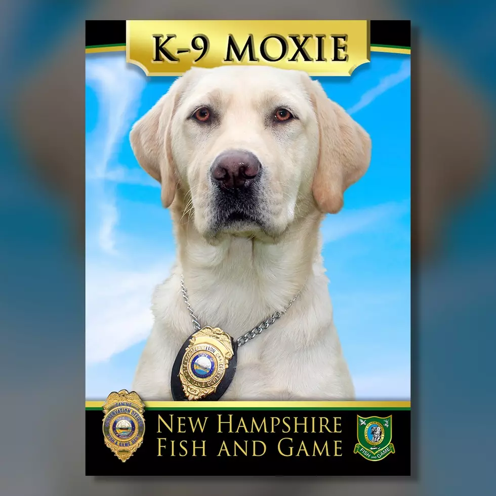 K-9 Named Moxie From NH Proves Dogs are Man’s Best Friend, Rescues Hunter