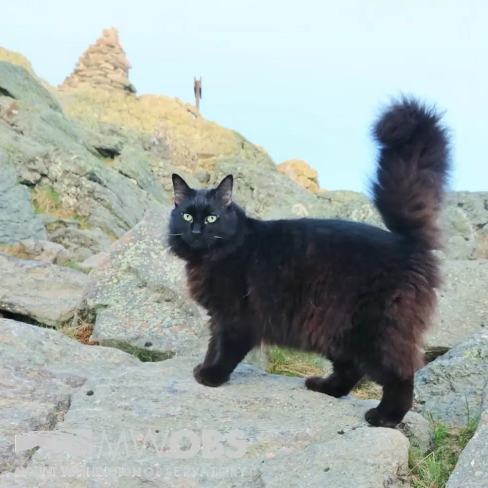 Marty, Mount Washington Observatory’s Cat, Has Gone to Cat Heaven