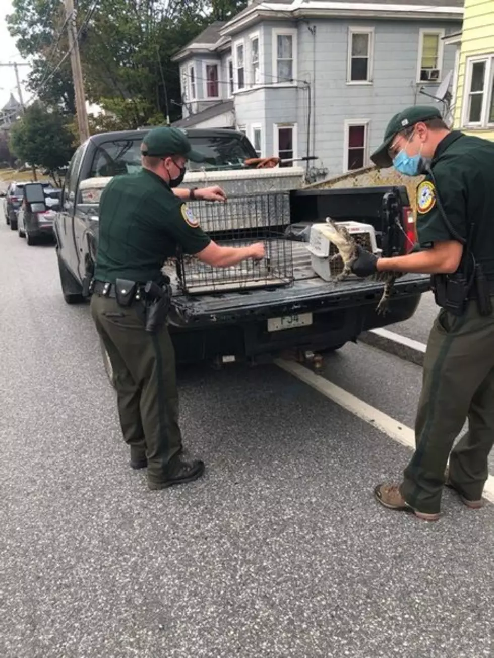 New Hampshire Woman Accused of Keeping Alligator, Opossum at Her Home