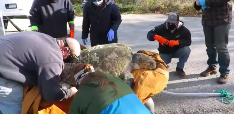 Officials Working Hard to Help 350-Pound Loggerhead Turtle Found on Cape Cod