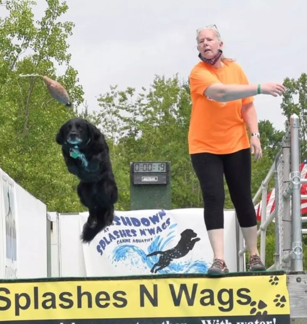 3 New England Dogs Are Heading to Dockdogs World Championships in Iowa